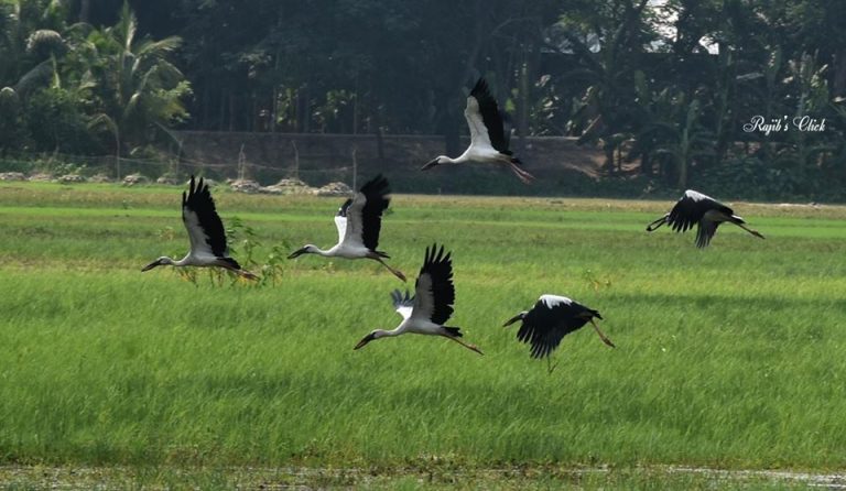 আজ বিশ্ব পরিবেশ দিবস