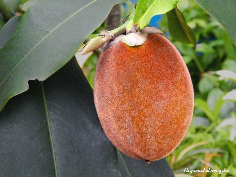 বিলাতি গাবের নতুন দুই জাত উদ্ভাবন