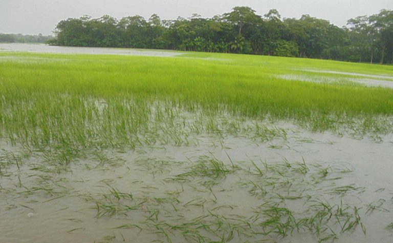 মঠবাড়িয়ায় জলাবদ্ধ কৃষিজমিতে লবনের আগ্রাসনে কৃষকের স্বপ্নবীজ