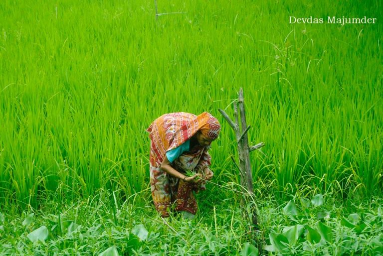 আজ বিশ্ব খাদ্য দিবস