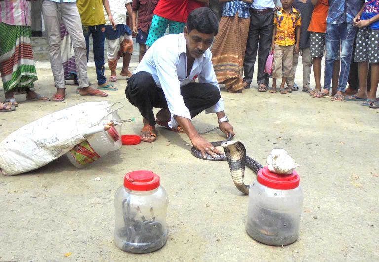 মঠবাড়িয়ায় বসত বাড়ির মাটি খুড়ে বিষধর সাপসহ ১৬টি বাচ্চা আটক : ২২টি ডিম উদ্ধার