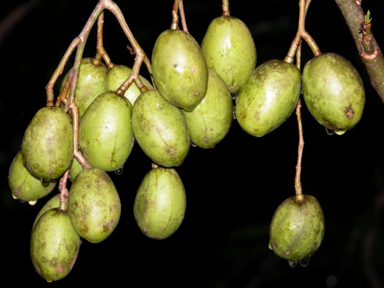 কাউখালীর আমড়ার বাম্পার ফলন