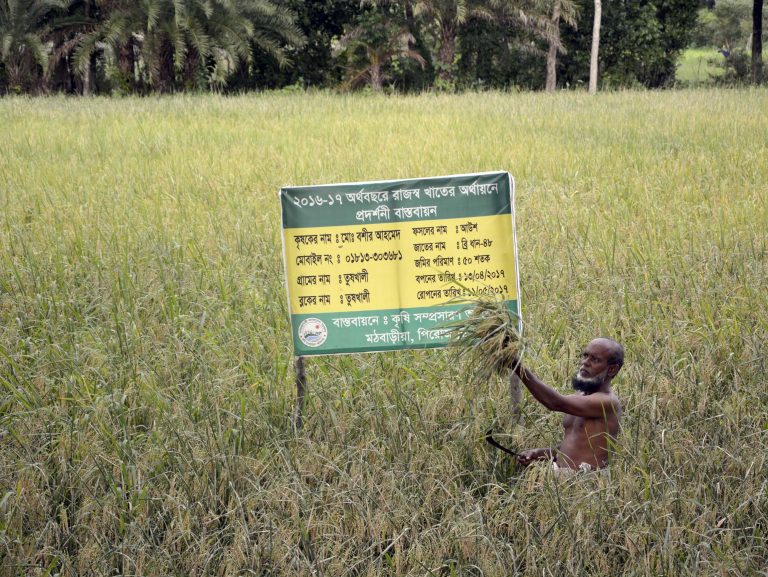 মঠবাড়িয়ায় উফশী আউশ ব্রি-৪৮ ধানের শস্য কর্তন শুরু
