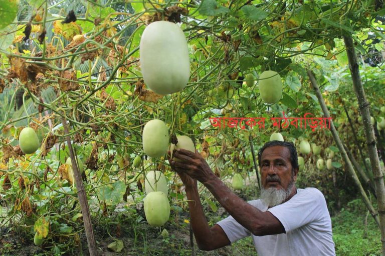মঠবাড়িয়া উপকূলে নতুন সবজি লালিম 🍈