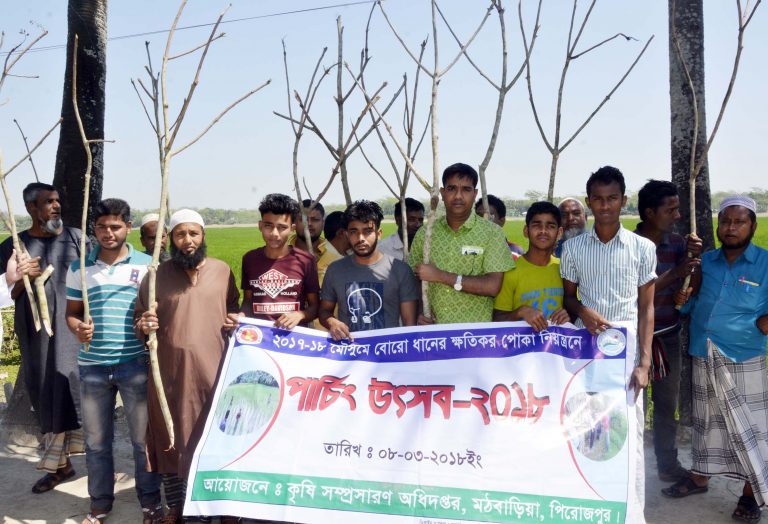 মঠবাড়িয়ায় ফসল সুরক্ষায় পার্চিং উৎসব