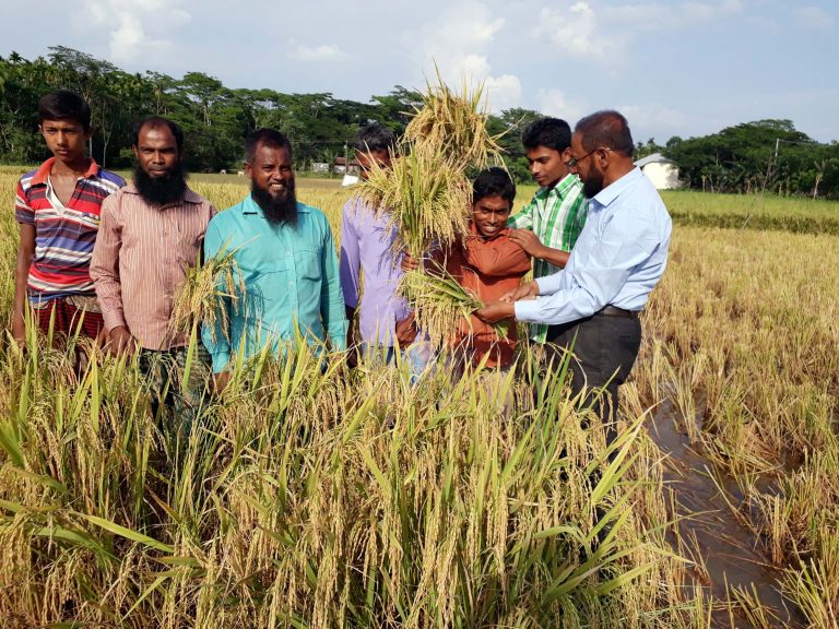 মঠবাড়িয়ায় ব্রিধান-৭৪ আবাদে সম্ভাবনা