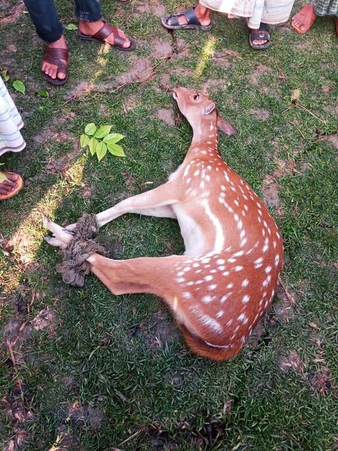 মঠবাড়িয়ার লোকালয়ে হরিণ আটক 🔹সুন্দরবনে অবমুক্ত