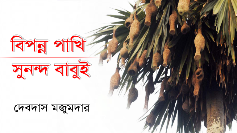 বিপন্ন পাখি : সুনন্দ বাবুই