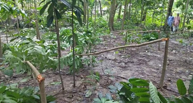 বিরোধের সূত্রধরে গাছের সাথে শত্রুতা!