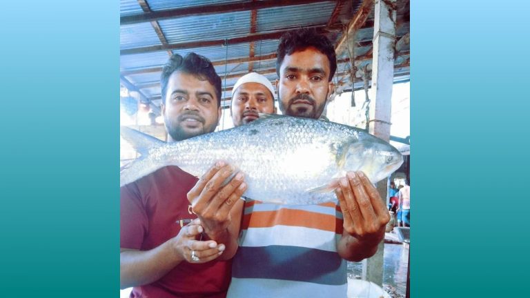 আড়াই কেজি ওজনের ইলিশ. মূল্য সাড়ে ৭ হাজার টাকা