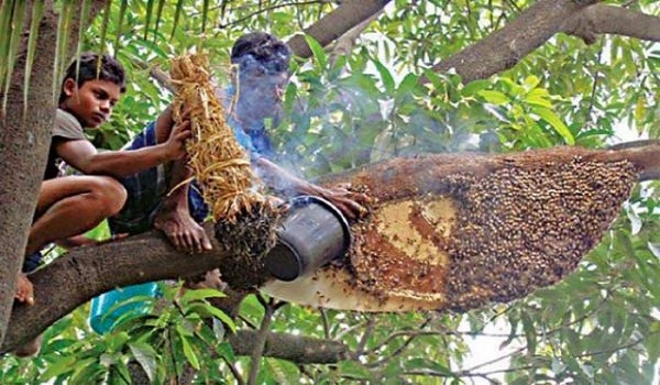 সুন্দরবনে মধু উৎপাদনের লক্ষ্যমাত্রা পূরণ নিয়ে শঙ্কা