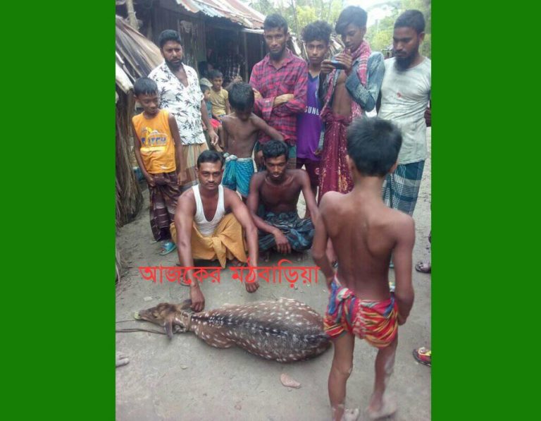 মঠবাড়িয়ার লোকালয়ে বিপন্ন দুই হরিণ উদ্ধার