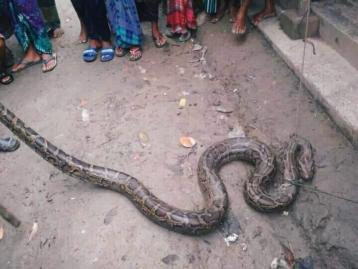 মঠবাড়িয়ায় গ্রামবাসির হাতে সুন্দরবনের অজগর আটক