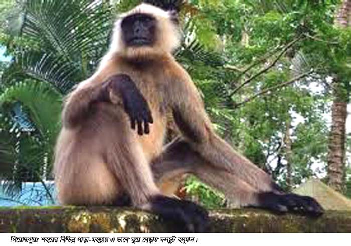 পিরোজপুরে দলছুট হনুমানের তাড়ায় সাংবাদিক আহত