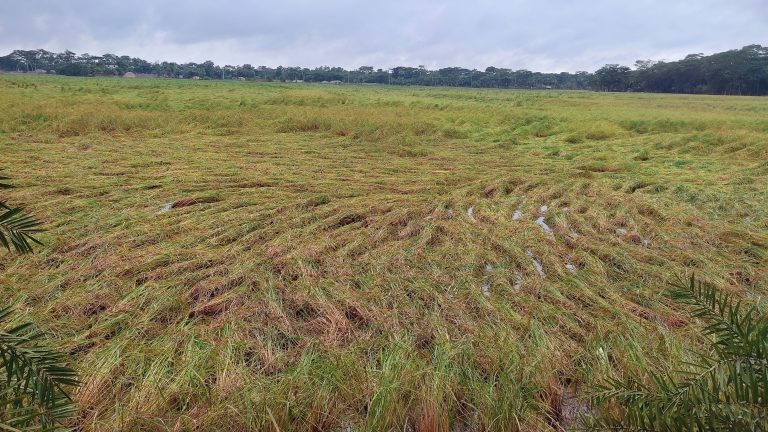 ঘূর্ণিঝড়ের প্রভাবে সৃষ্ট বৃষ্টিতে মঠবাড়িয়ায় আমন ফসলহানীর আশংকা