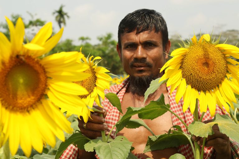 মঠবাড়িয়া উপকূলের অনাবাদি জমিতে সূর্যমুখী সম্ভাবনা