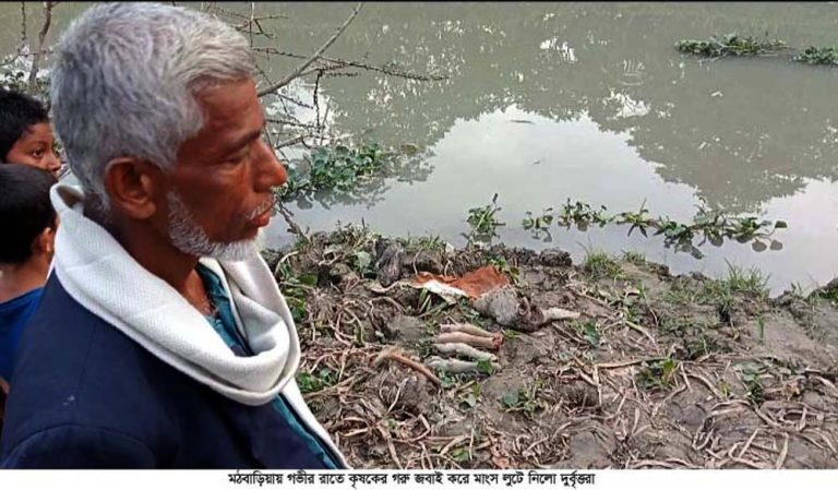 মঠবাড়িয়ায় গভীর রাতে কৃষকের গরু জবাই করে মাংশ লুটে নিয়েছে দুর্বৃত্তরা !